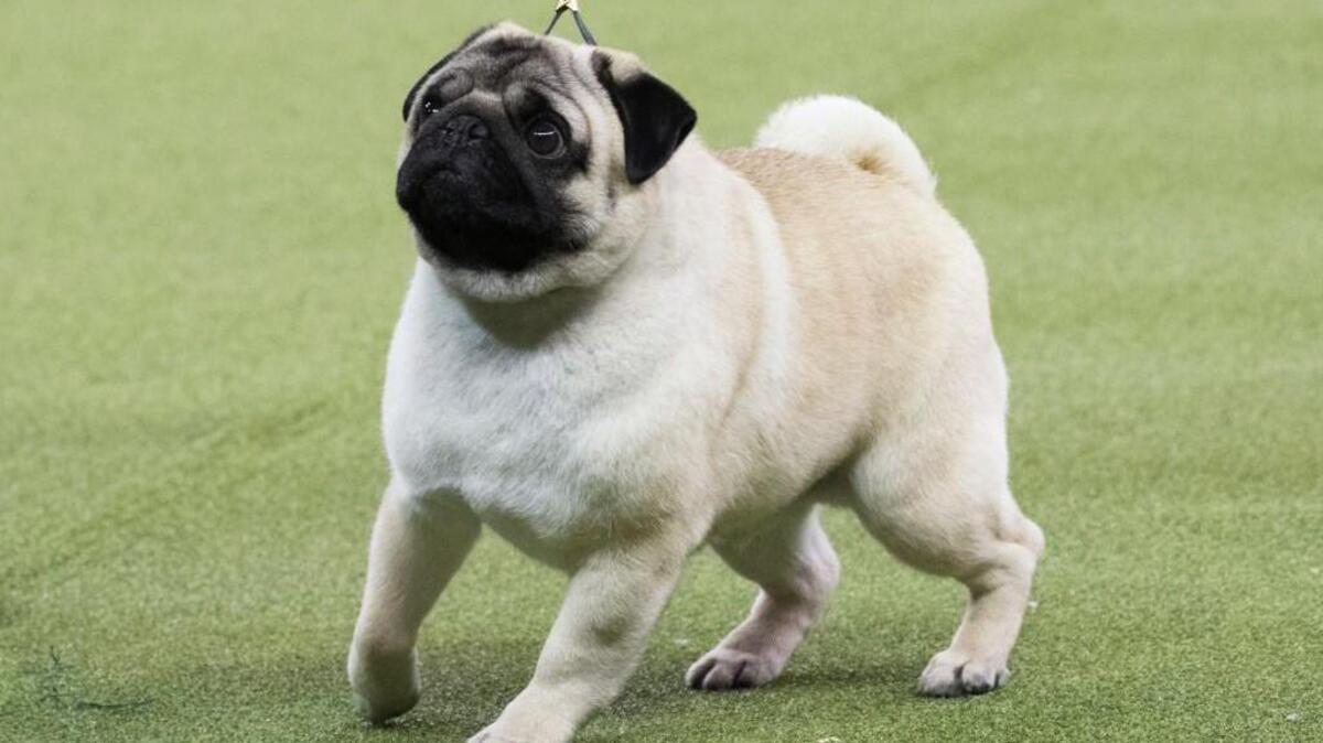 Biggie, a pug, won best in Toy Group at the 142nd Westminster Kennel Club Dog Show on Monday at Madison Square Garden in New York.