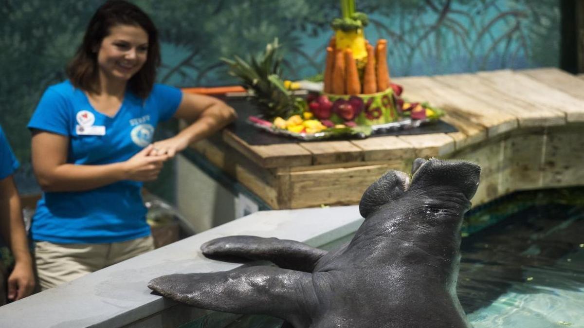 Snooty, the world’s oldest manatee in captivity, rears back and opens his mouth in anticipation for his vegetable birthday cake during Snooty’s 69th birthday celebration on Saturday at the South Florida Museum in downtown Bradenton.