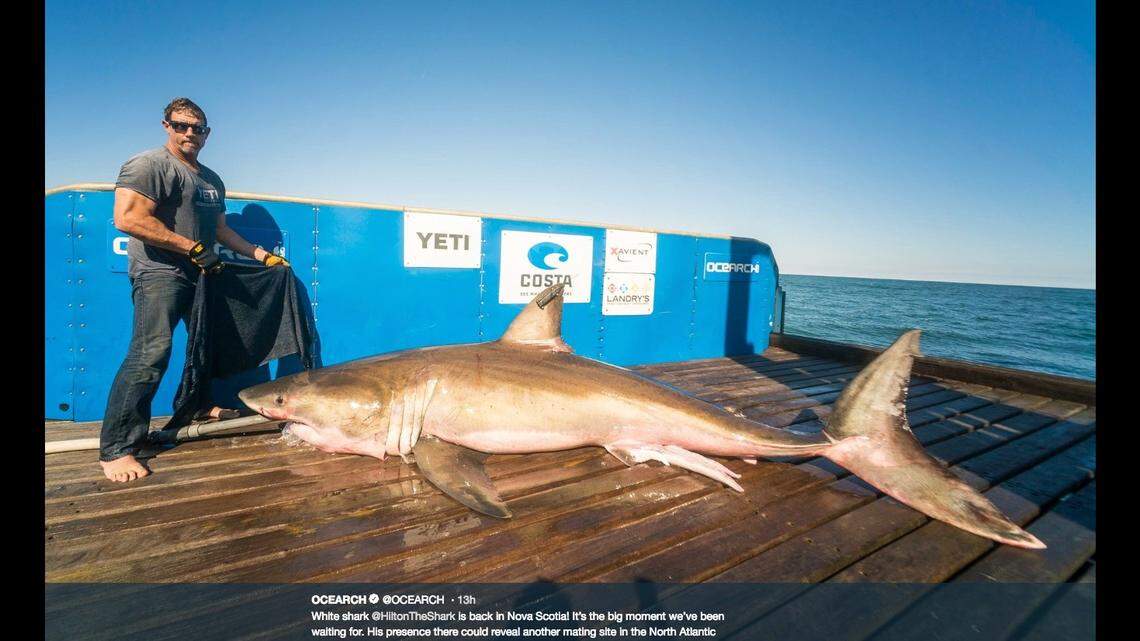 Hilton on the day he was tagged off Hilton Head last year.