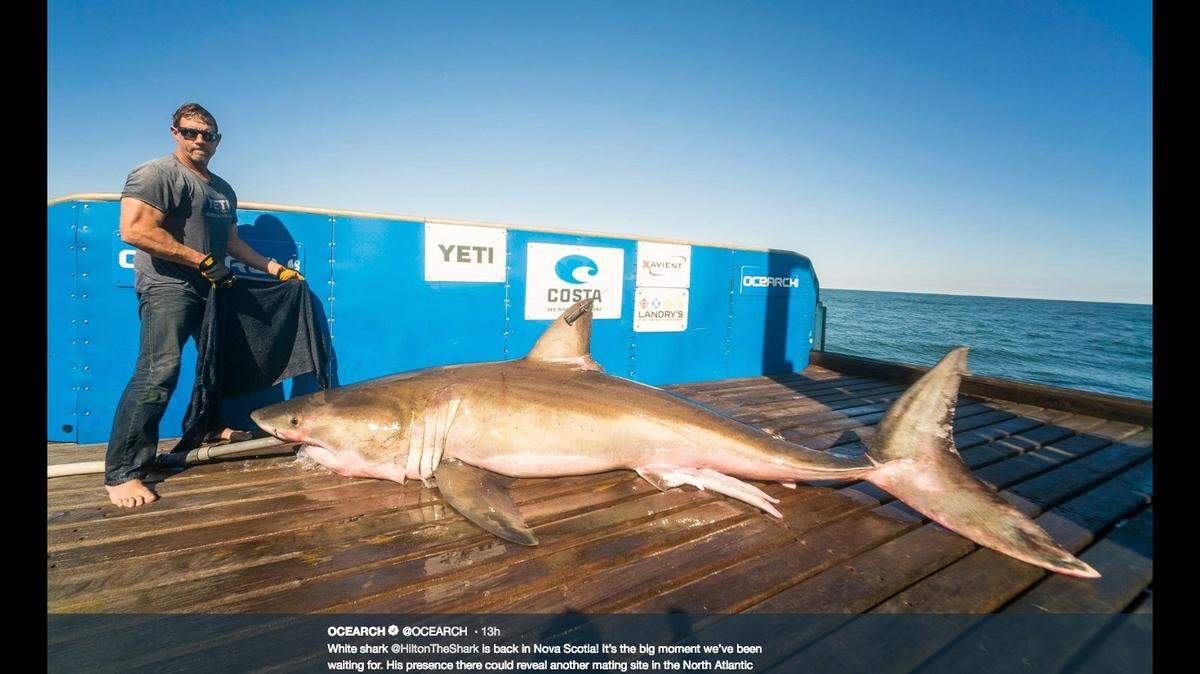 Hilton on the day he was tagged off Hilton Head last year.