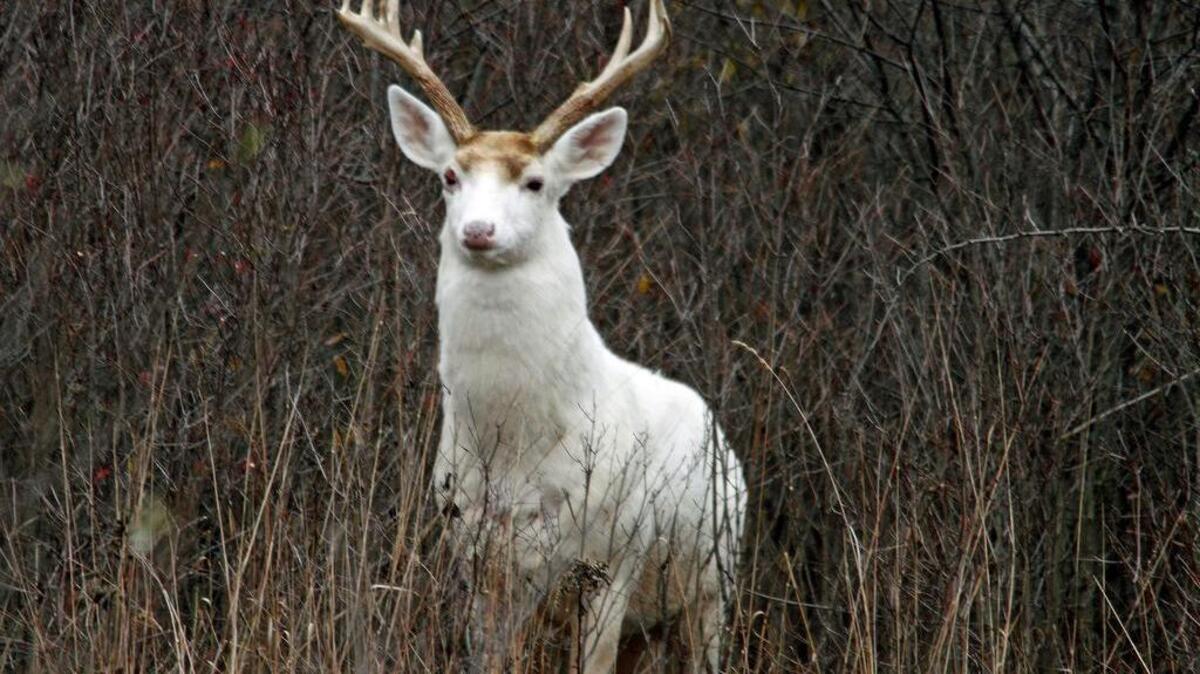 A white buck stands in underbrush at the former Seneca Army Depot in central New York in 2012. There are about 200 white deer, a natural variant of the brown white-tailed deer, on 7,000 acres of the decommissioned site that will soon be put up for bid. Several groups, including Seneca White Deer and The Nature Conservancy, are interested in buying the site to preserve the deer and open the area to tourism and outdoor recreation.