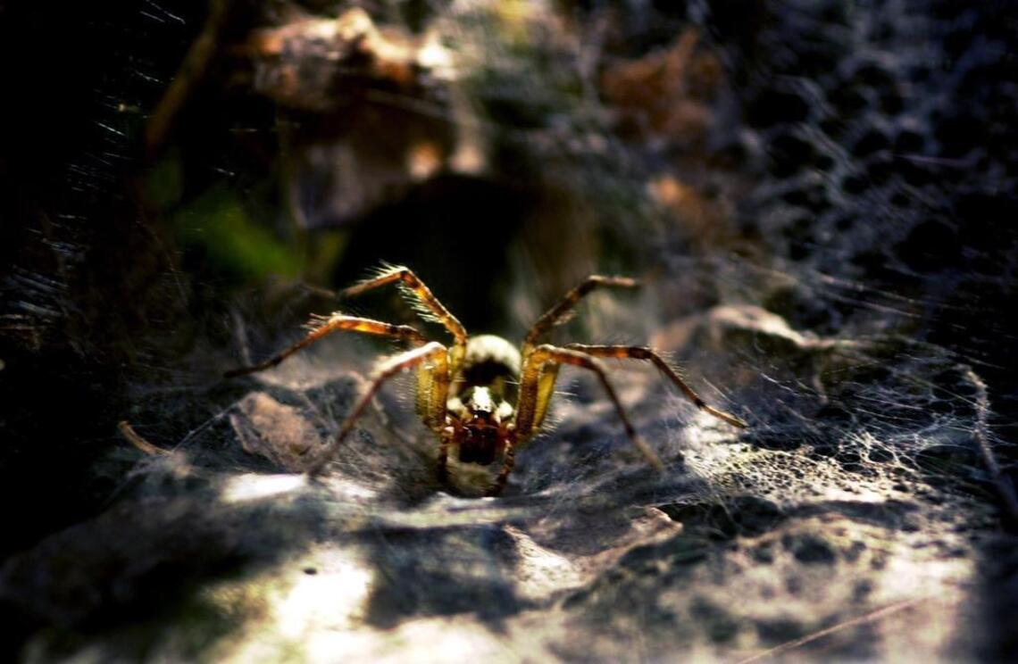 5 largest spiders in South Carolina and if they’re dangerous | Hilton ...