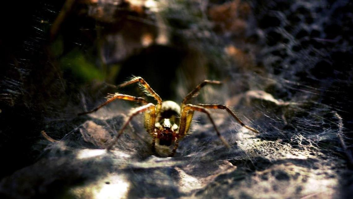 A nursery rhyme that kept waking a woman up at night in Ipswich, UK, was caused when spiders set off a motion alarm at a nearby estate. The volume of the lullaby alarm was turned down and the sound went away.