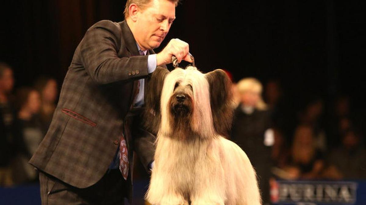 Handler Larry Cornelius did the honors in helping Charlie the Skye terrier put his best foot (or four) forward at the National Dog Show on Nov. 26, 2015.
