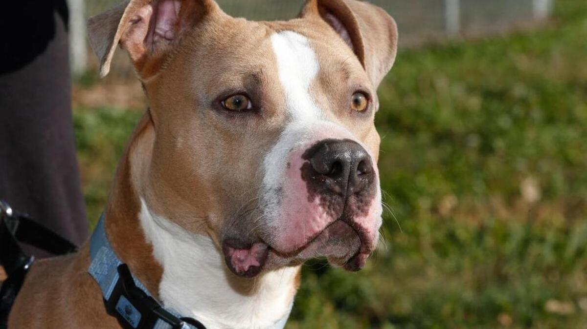 Bridgeport, Connecticut police say a pit bull (not the one pictured) was stabbed after it pooped on a front yard.
