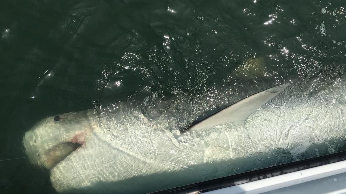 This photo taken Wednesday and made available by Chip Michalove shows a large tiger shark, named Chessie, off the coast of Hilton Head, S.C. The 1,200-pound shark was tagged a year ago and was caught again this year by the same fisherman off the coast of South Carolina.