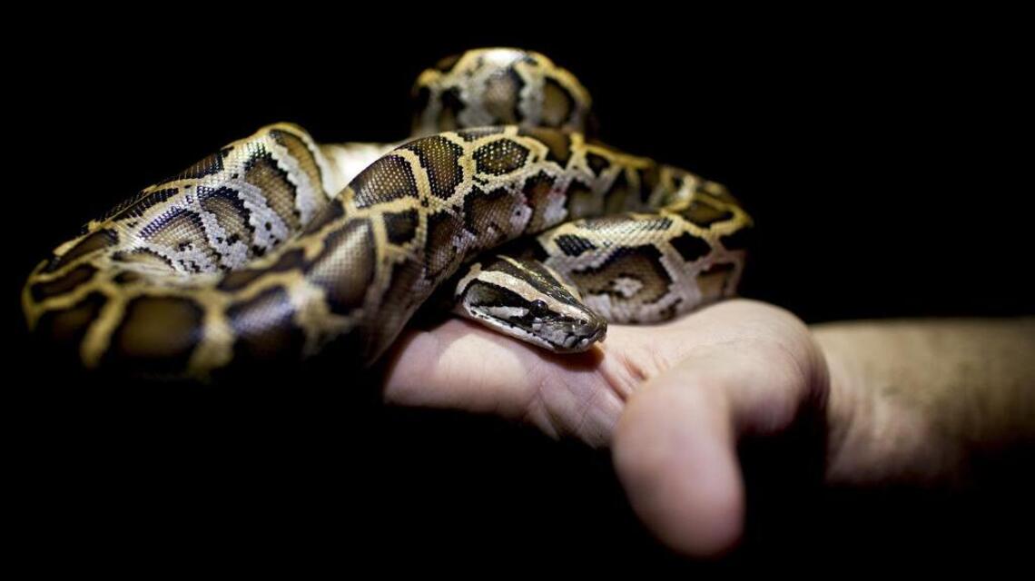 Bold thief stuffs snake in pants at Oregon pet store