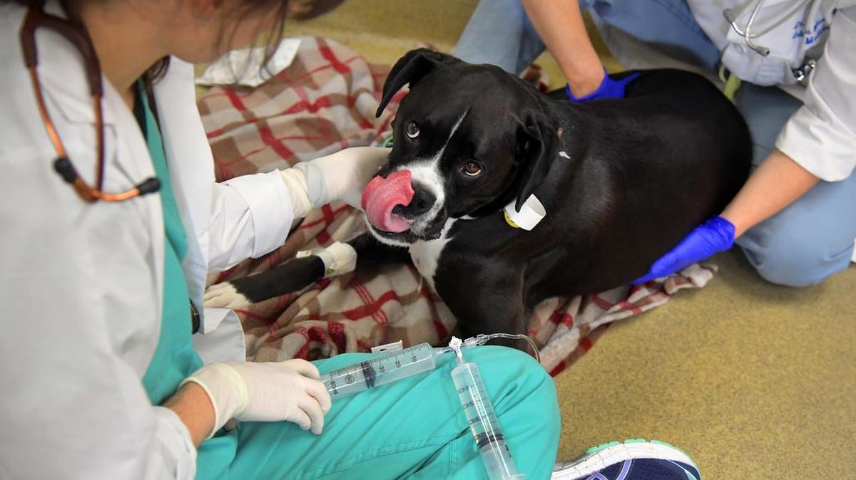 Harley, a 4-year-old boxer who has leukemia, receives an infusion of his own T cells at the University of Pennsylvania’s Ryan Veterinary Hospital in early November. In a process also used in human trials, Harley’s cells, a key component of the immune system, have been genetically modified and multiplied to help combat his cancer.
