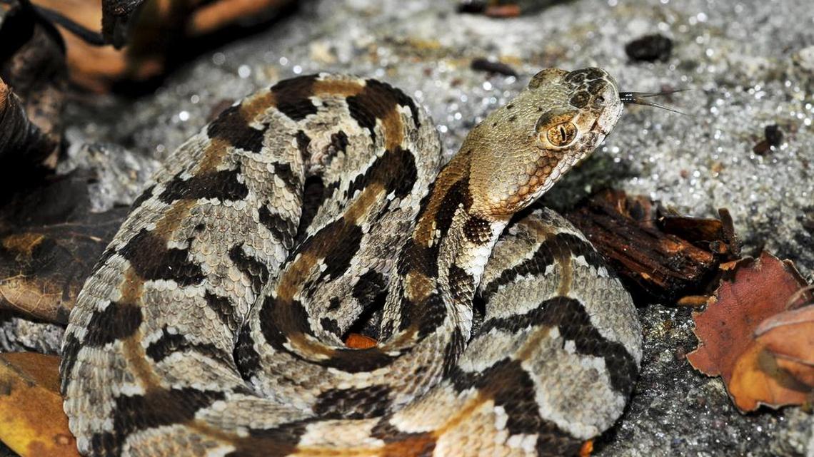Massachusetts plans rattlesnake colony on uninhabited island