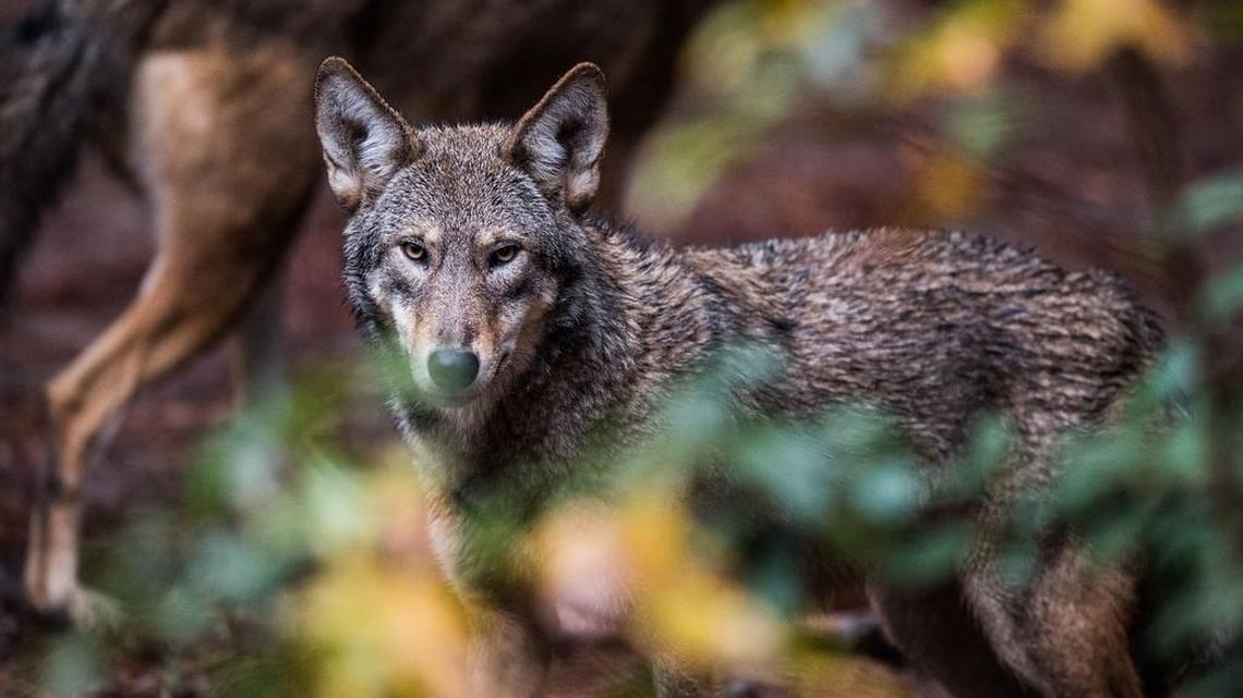 Red wolves are seen at the North Carolina Museum of Life and Science in Durham, N.C.