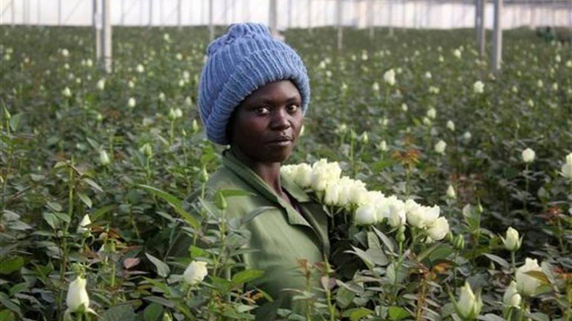 Those Valentine’s Day flowers might just be from Kenya
