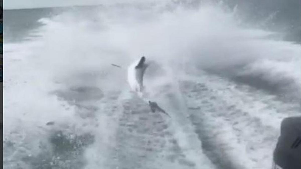 Screen grab from a social media site of video showing a shark being dragged behind a speeding boat.
