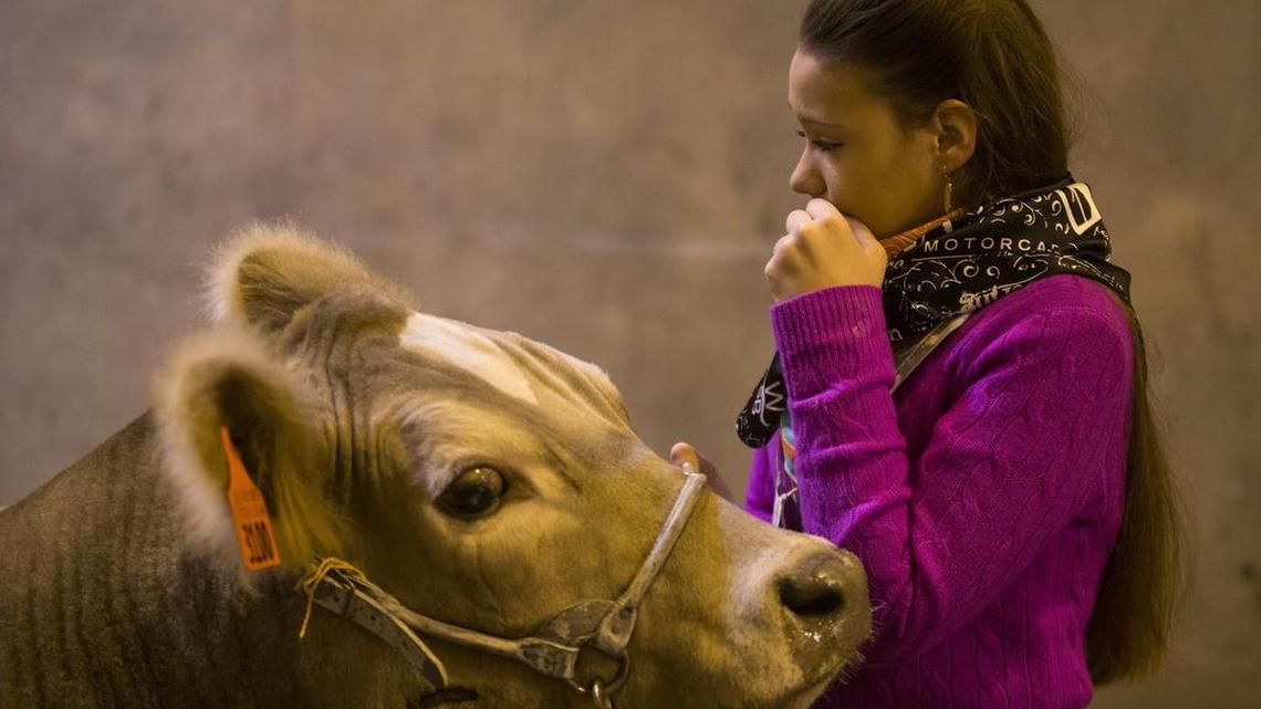 Kendyll Williams spent a final moment with Oatmeal before he was taken to the transport trailers at the Fort Worth Stock Show.