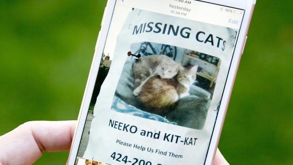 Erin Liedtke holds her phone with an image of a missing cat poster from her neighborhood.