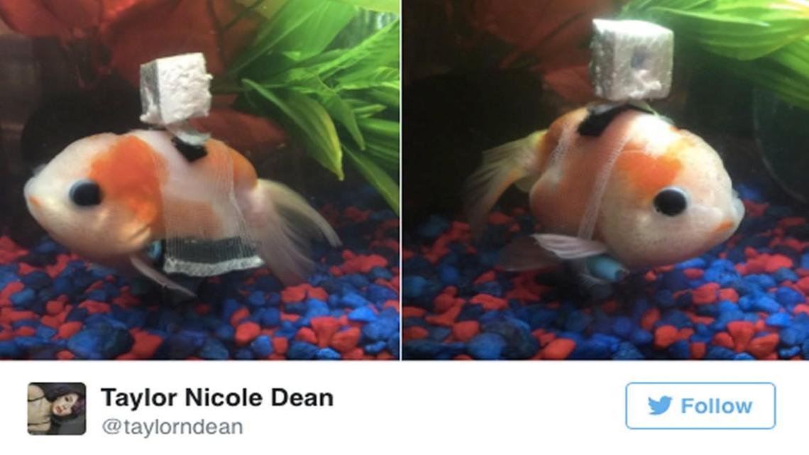 Man makes a tiny wheelchair for a goldfish and buoys spirits across the internet