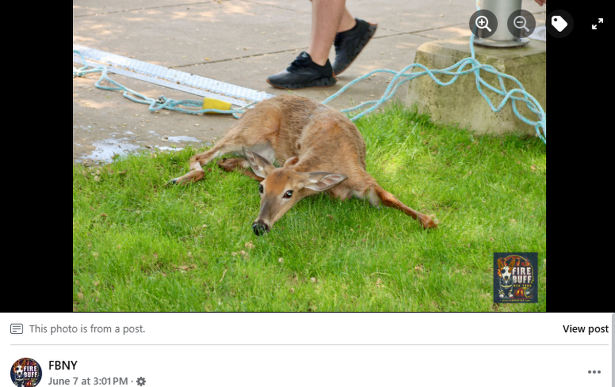 A deer was rescued from the water at the Buffalo and Erie County Naval and Military Park in New York.