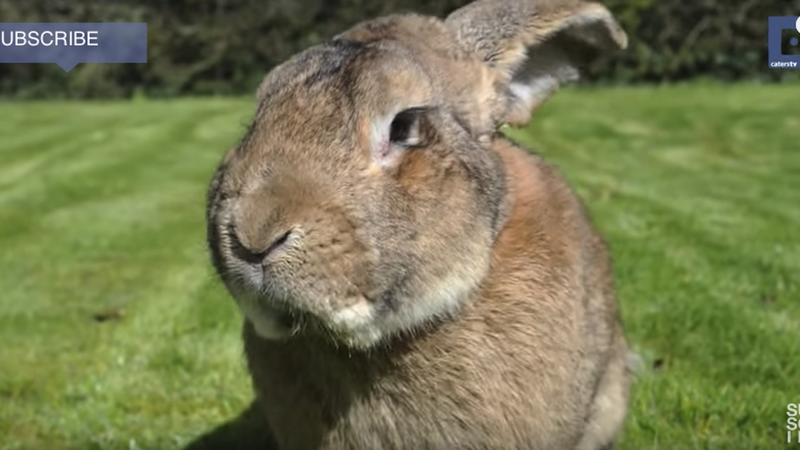 Darius, the world’s largest rabbit.