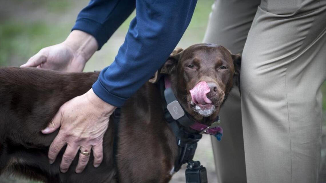 Pup-arazzo: Dog with camera chronicles happy canines at parks