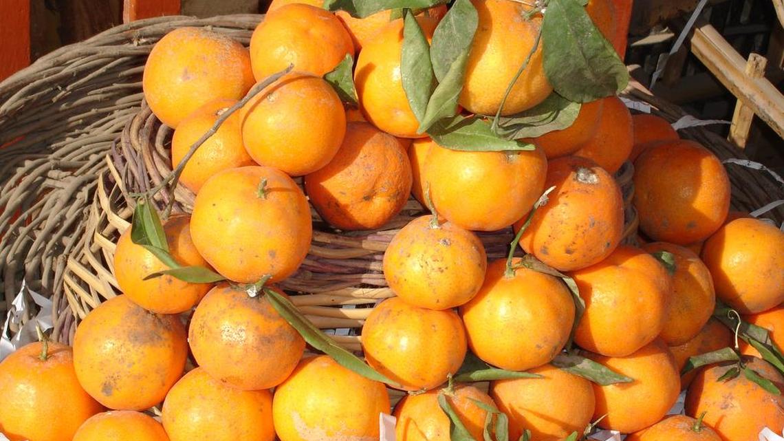 
State agriculture officials say a Florida man is accused of illegally obtaining more than 4 million pounds of citrus, valued at over half a million dollars, from five different individuals and companies. 
