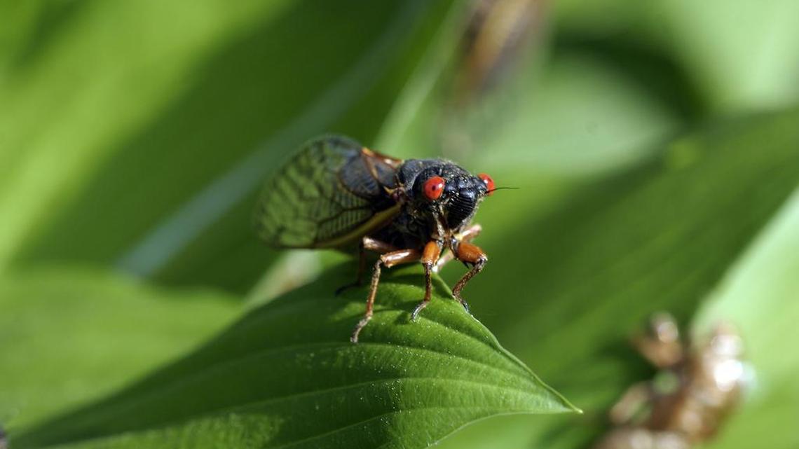 Unlike some cicadas which are annual, periodical cicadas emerge only once every 17 years for a few weeks to mate and then bury themselves back in the ground.