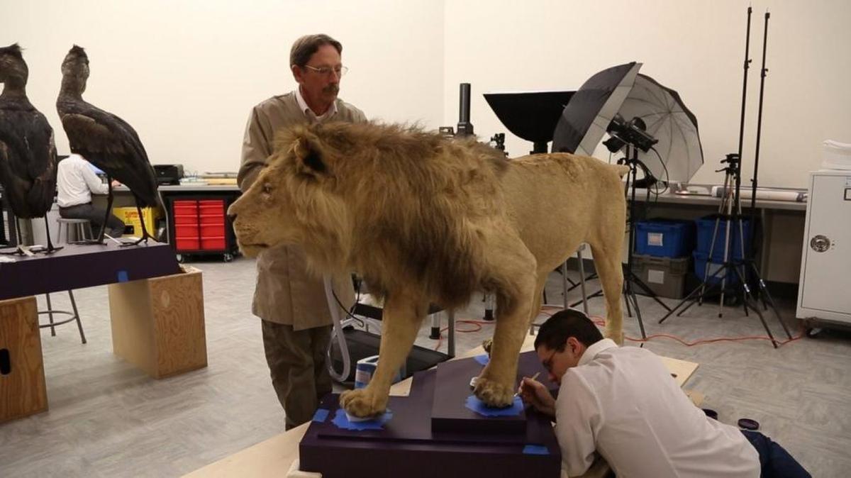 Conservator Ron Harvey, standing, and a colleague work on the Roosevelt lion at the National Museum of Natural History.