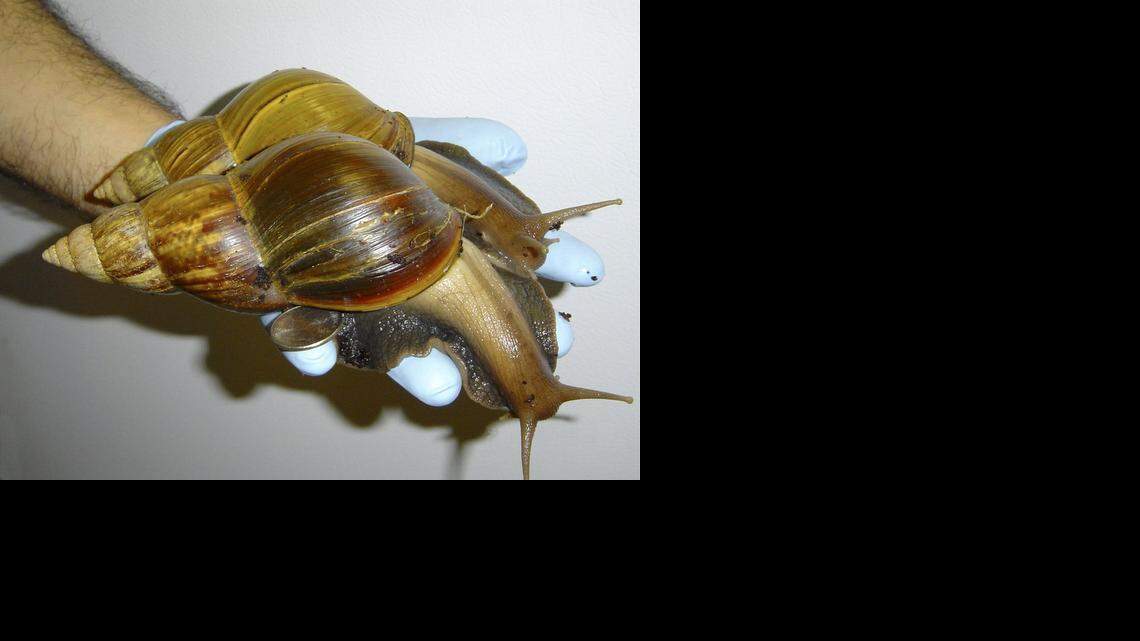 
Two giant African land snails are held by a Florida Department of Agriculture worker searching for the pests in Dade County on Sept. 5, 2012.
