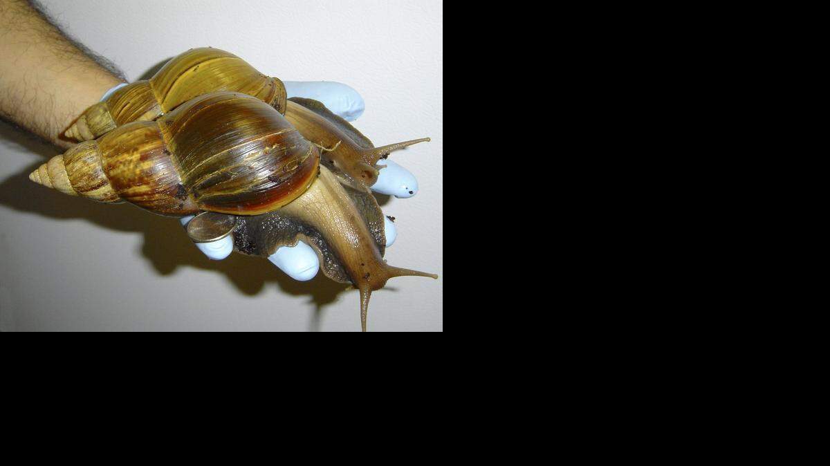 
Two giant African land snails are held by a Florida Department of Agriculture worker searching for the pests in Dade County on Sept. 5, 2012.
