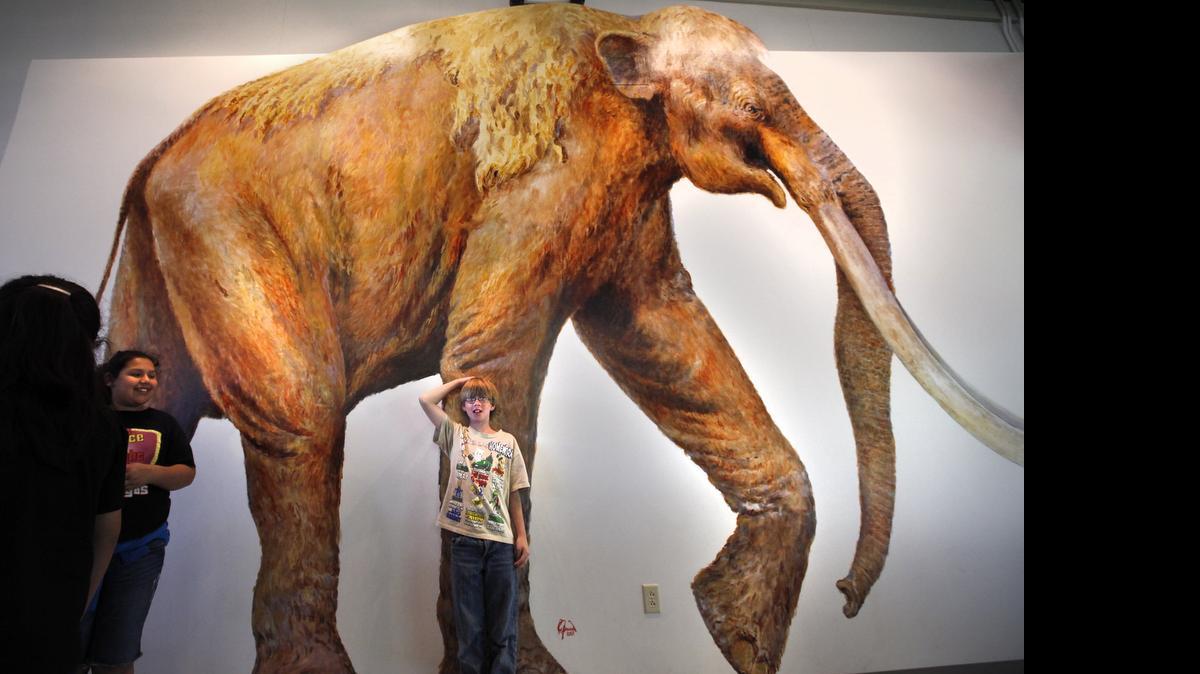 
Jacob Jean measures his height compared to a mural of a mammoth during their field trip to the Waco Mammoth Site in Waco, Texas, on May 3, 2011. The city has operated a five-acre site as a park and excavation site where the remains of the extinct Colombian Mammoth were first found in 1978. The Colombian Mammoth, a vegetarian giant, the largest of all mammoth species, which weighed as much as 10,000 lbs. The site includes a so-called nursery herd of fossils of young mammoths. The Colombian mammoth lived 10,000 to 1 million years ago. As of Friday, the president declared the site, which includes a visitor center, to be a National Monument which will be operated jointly with the National Park Service.
