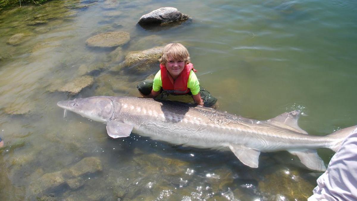 Sawyer Kolowith, 9, of Boise, Idaho, recently caught a massive white sturgeon in the Snake River near Glenns Ferry, Idaho. The fish measured 8 feet, 7 inches and weighed an estimated 220-plus pounds. Sawyer fought the fish for 1 hour, 10 minutes, then released it. “Sawyer was telling me in the morning he wanted to catch one 30 inches because the biggest fish he ever caught was just under 30 inches,” dad Mark Kolowith said. “We set the bar pretty high. I don’t know that we’ll ever catch anything like that again.”