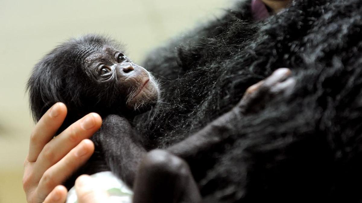 Two-week-old chimpanzee Keeva in Baltimore. Animal-rights lawyer Steven Wise has 60 pages of affidavits from experts, presenting evidence that these highly intelligent animals can – and do – assume duties and responsibilities in their own societies and in chimp-human "societies" created for research purposes.