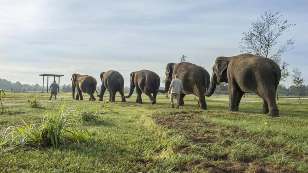 Some of the herd at the Ringling Bros. and Barnum & Bailey Center for Elephant Conservation.