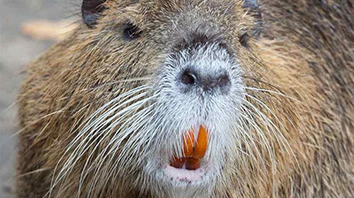 A nutria, like the one pictured in this file photo, was removed from a Midlands home with hundreds of squirrels and several deer among other animals, the South Carolina Department of Natural Resources said.