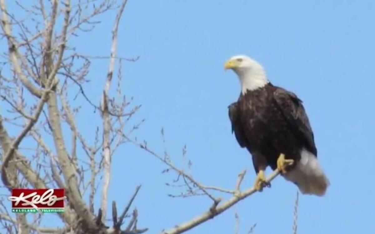 An informant bought thousands of dollars worth of eagle parts, once trading black bear claws and $1,000 cash for a feathered headdress, a federal indictment says.