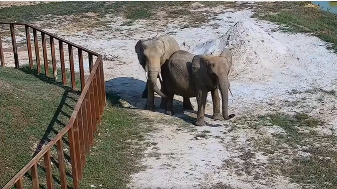 Jana and Nosey met for the first time without fences in a new video from the Elephant Sanctuary in Tennessee.