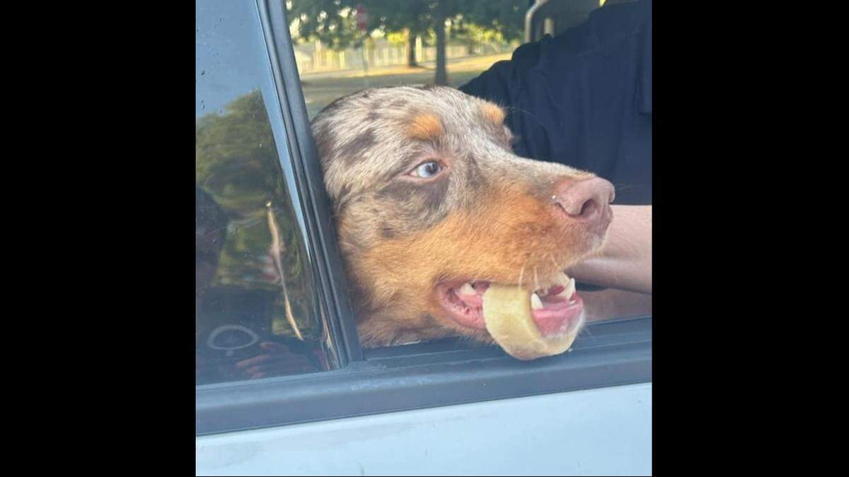 Enzo the dog got a bone stuck around his jaw in Indiana.