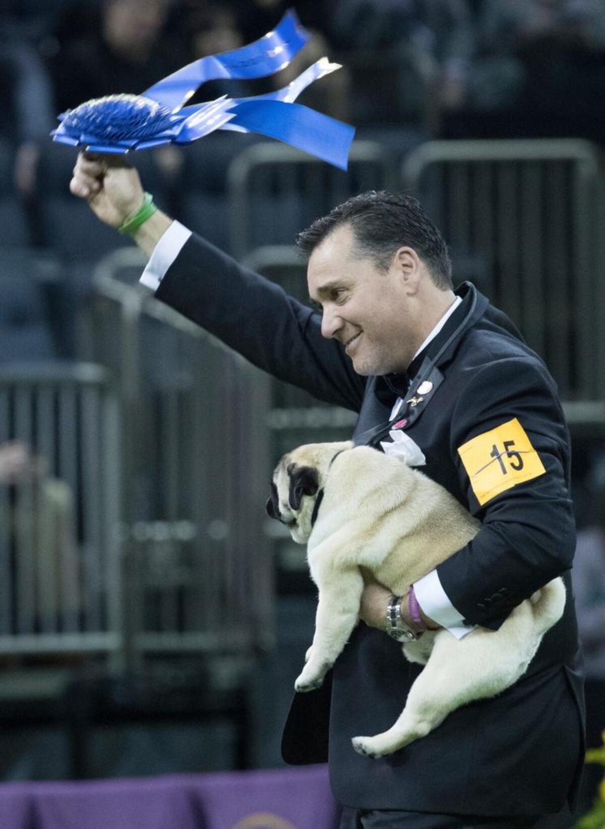 Esteban Farias waves the blue ribbon after Biggie, a pug, wins best in Toy group during the 142nd Westminster Kennel Club Dog Show.