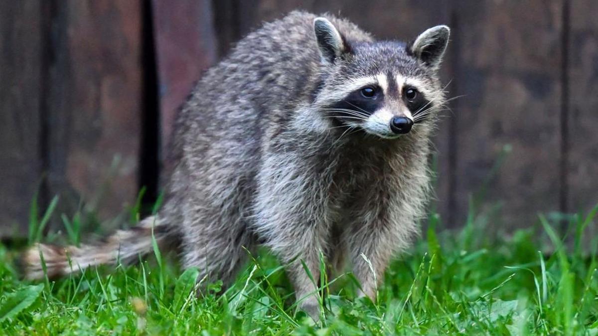 A 21-year-old woman jogging in the woods in Maine earlier this month managed to drown a raccoon in a puddle after it bit her hand.