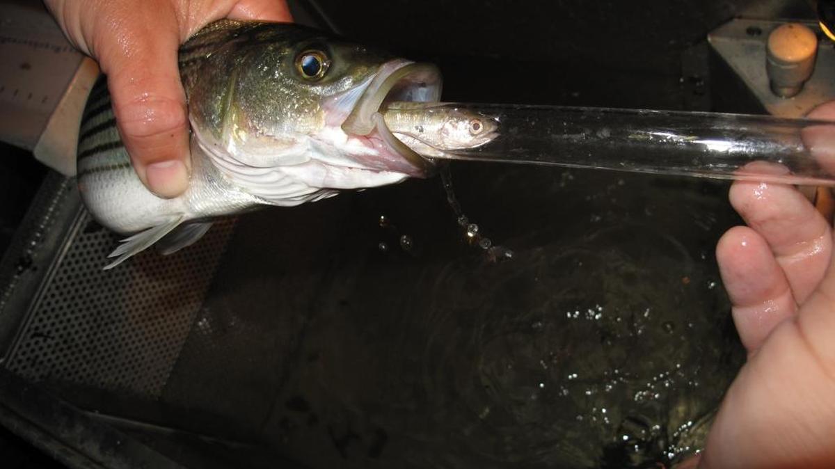 A juvenile salmon is removed from the stomach of a striped bass during a study on whether predation by the non-native bass is interfering with efforts to protect the native salmon. The photo was taken on the Tuolumne River near Waterford, California, on May 2, 2012.