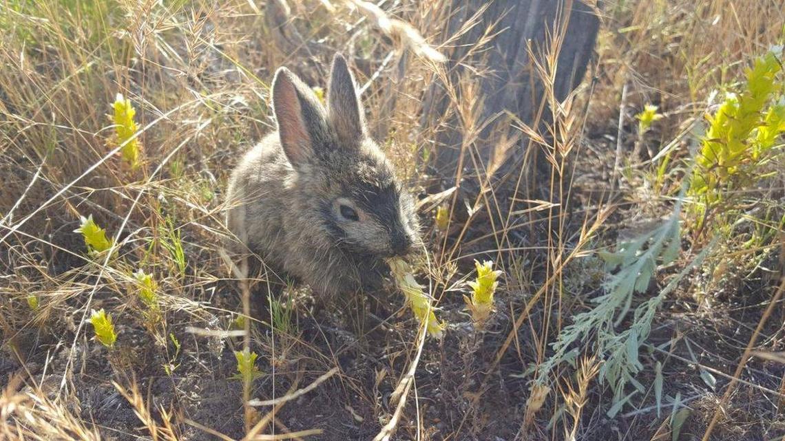 A pygmy rabbit rescued from the Beezley Hills facility eats owl clover in its new enclosure.