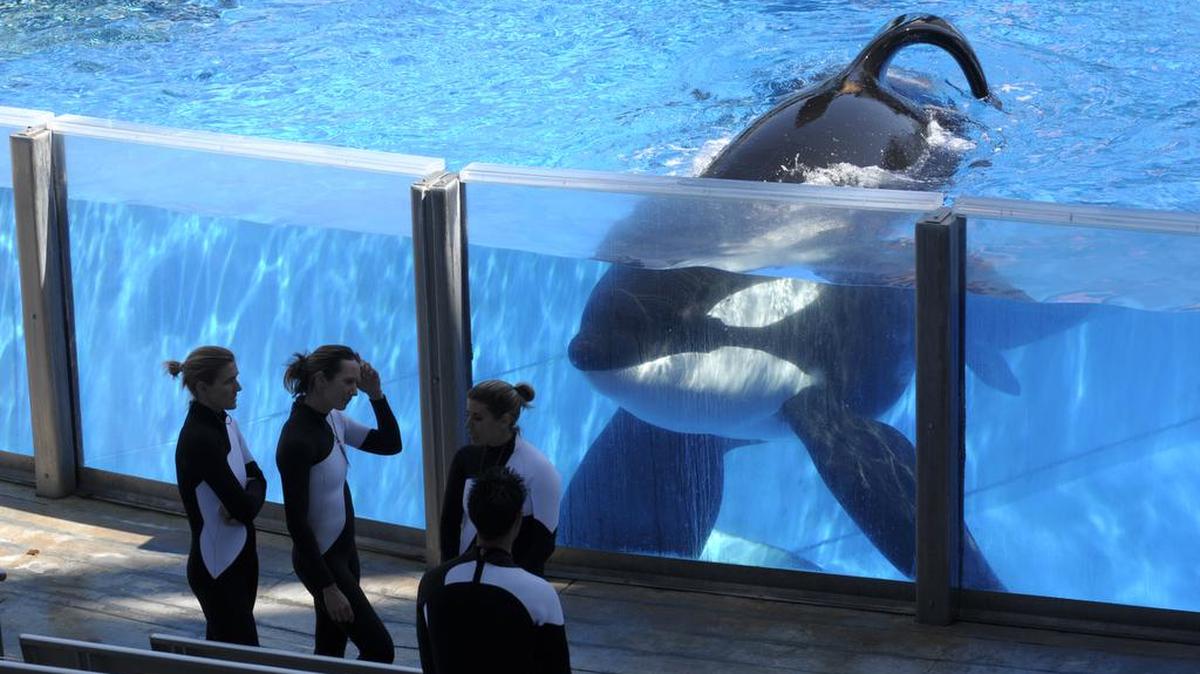 Killer whale Tilikum, right, watches as SeaWorld Orlando trainers take a break during a training session at the theme park's Shamu Stadium in Orlando, Fla. SeaWorld is ending its practice of killer whale breeding following years of controversy over keeping orcas in captivity.