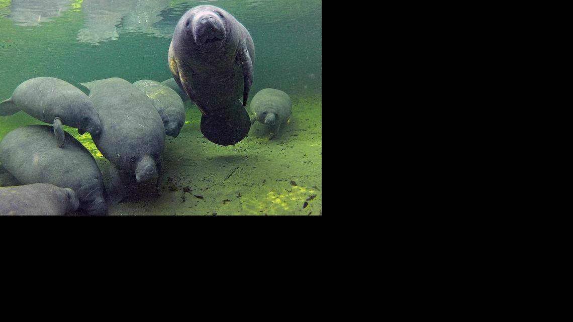 
A manatee looks to be posing for cameras as they take refuge, Jan. 4, 2012, in the warmer waters of Blue Spring in Orange City, Fla. 
