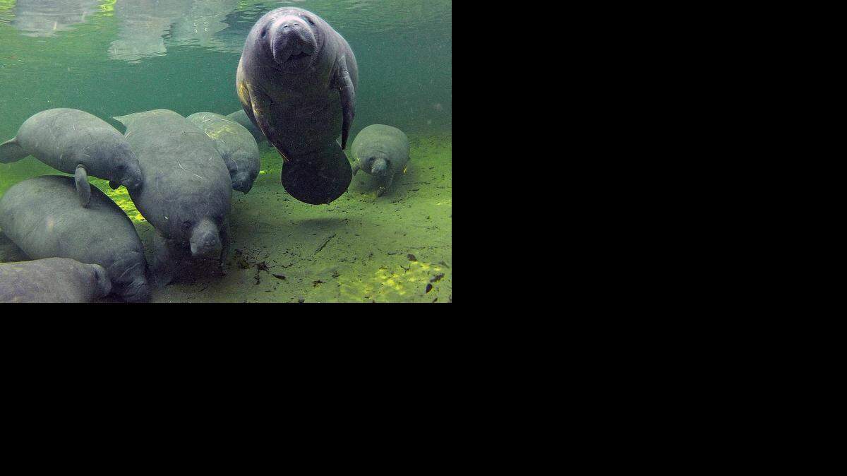 
A manatee looks to be posing for cameras as they take refuge, Jan. 4, 2012, in the warmer waters of Blue Spring in Orange City, Fla. 
