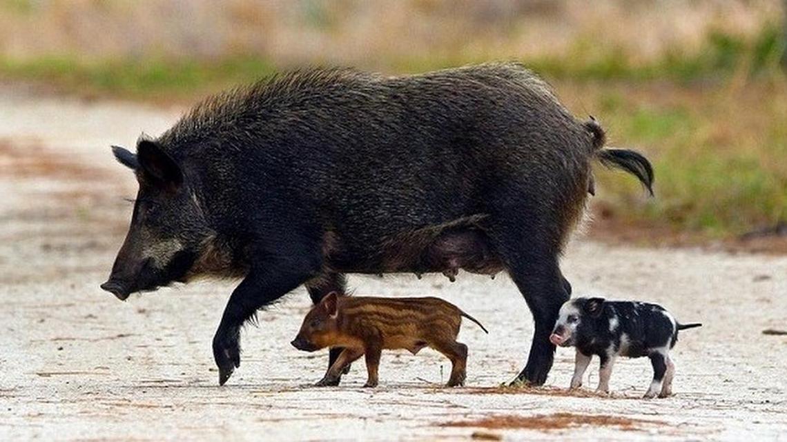 An explosion in population of feral pigs is considered a problem in the southern U.S., including at Congaree National Park near Columbia, S.C.