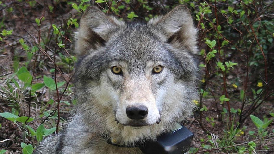 This 2014 file photo provided by the Oregon Department of Fish and Wildlife shows a female wolf from the Minam pack outside La Grande, Ore., after it was fitted with a tracking collar. The Oregon Department of Fish and Wildlife said at the time that wolves continued to grow in numbers and spread across Oregon.
