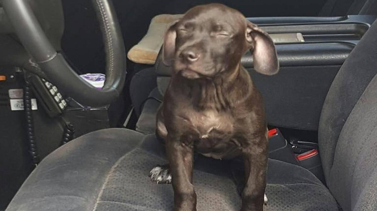 Carleau Mesidor was sentenced to jail for an animal abuse conviction after he held this puppy by its neck with a lanyard and punched it several times — breaking the puppy’s eye socket — for chewing on his shoes.