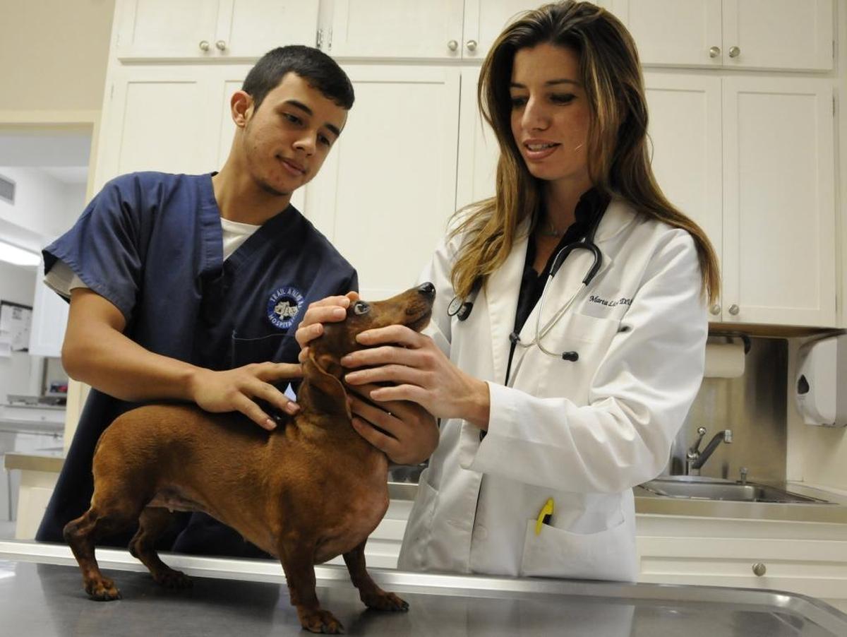 Dr. Marta Lista, right, and assistant Andres Zapata, check out a puppy in 2012. Lista and other vets across the state were notified last week about the Florida’s first outbreak of dog flu. So far, her practice has seen no suspected cases.