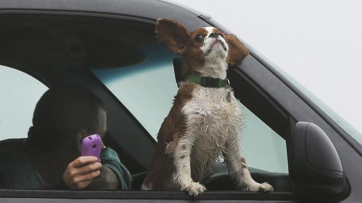 Pet owners in Maine were not enthusiastic about a proposed law that would have required dogs to wear seat belts.