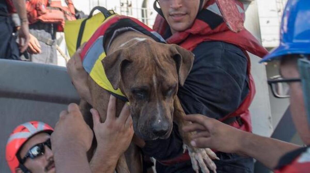 Sailors help Zeus, one of twos dogs rescued with their owners Wednesday 900 miles southeast of Japan by U.S. Nacy rescue teams.