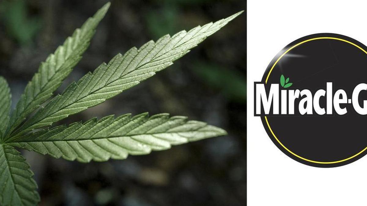 Polls indicate California, Massachusetts, Maine, Nevada and Arizona are poised to approve referendums dramatically expanding legal U.S. cannabis use.