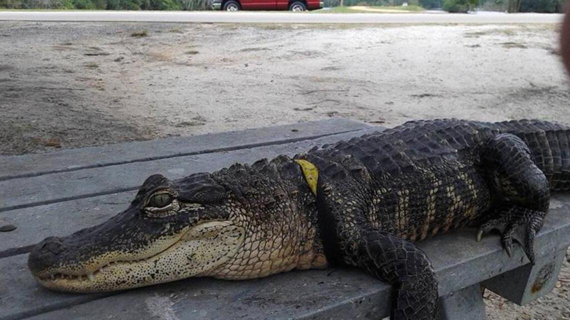 Woman fights to keep pet alligator ‘Rambo’ at home